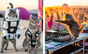 I Have Created Pictures Portraying Cats Taking Over The Burning Man With Ai (11 Pics)