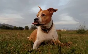 The 5 Most Crucial Life Lessons My Pitbull Dog Dina Taught Me (32 Pics)