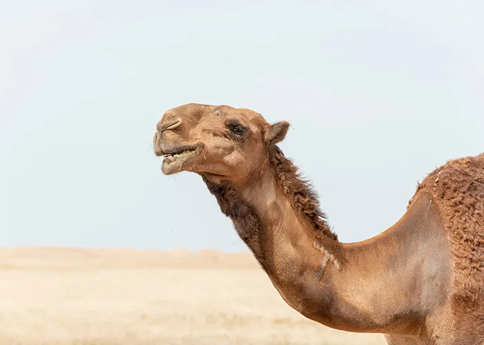 Someone Asked People "What Is A True Fact That Sounds Fake?" And 40 Delivered Illuminating Responses