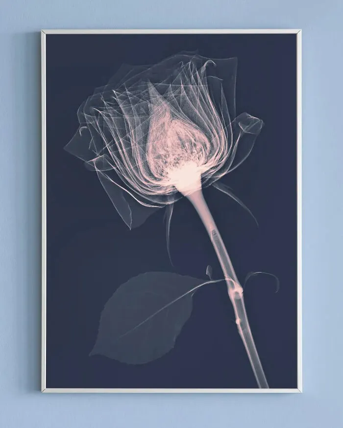 30 Pictures Of Plants That I Took Using X-Ray