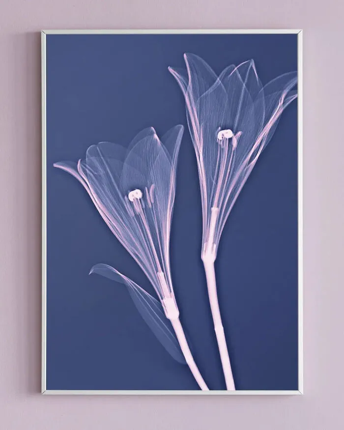 30 Pictures Of Plants That I Took Using X-Ray