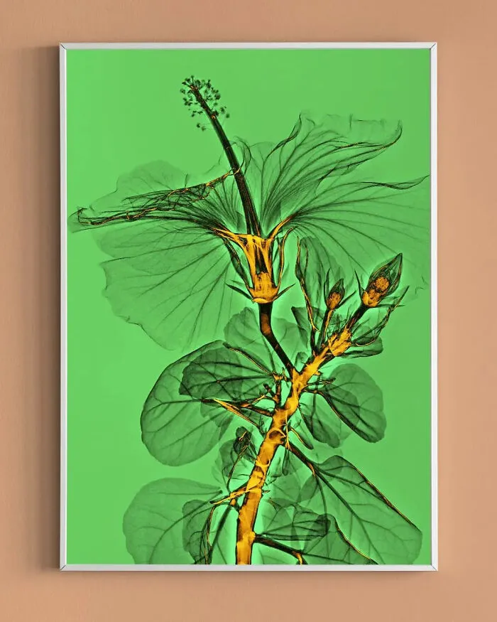 30 Pictures Of Plants That I Took Using X-Ray
