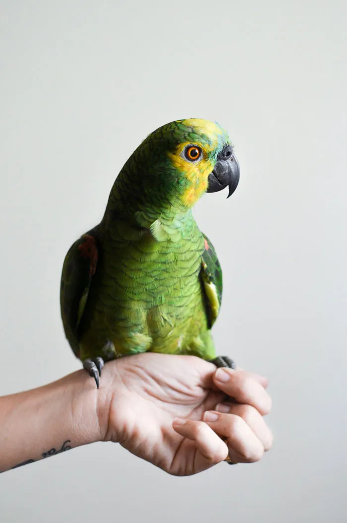 30 Vets Share The Best Pieces Of Advice They Wish All Pet Owners Knew