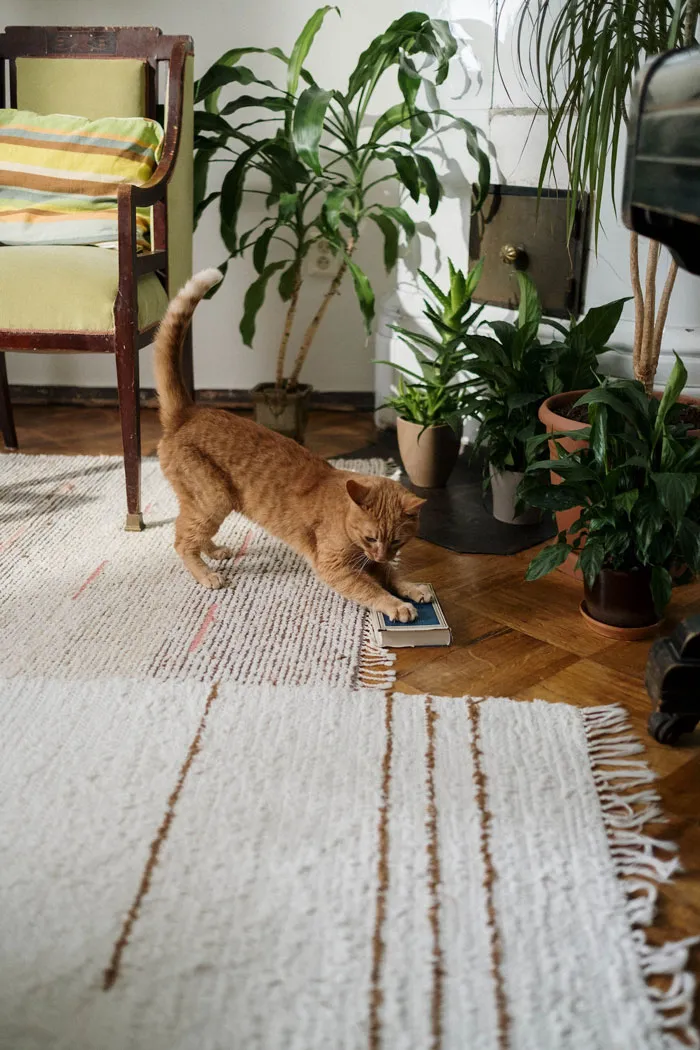 30 Vets Share The Best Pieces Of Advice They Wish All Pet Owners Knew