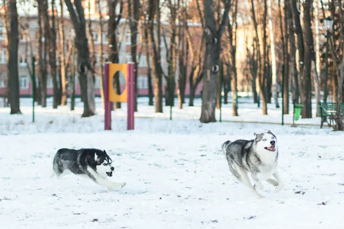 30 Vets Share The Best Pieces Of Advice They Wish All Pet Owners Knew