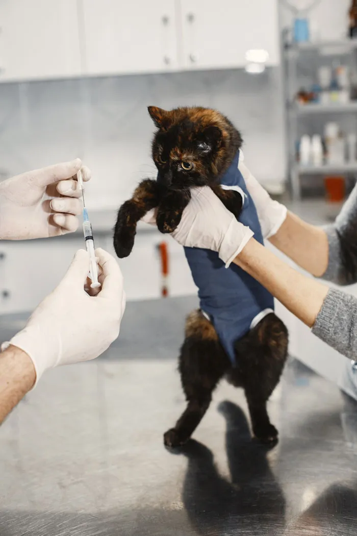 30 Vets Share The Best Pieces Of Advice They Wish All Pet Owners Knew