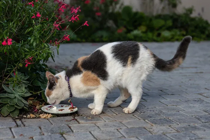 30 Vets Share The Best Pieces Of Advice They Wish All Pet Owners Knew