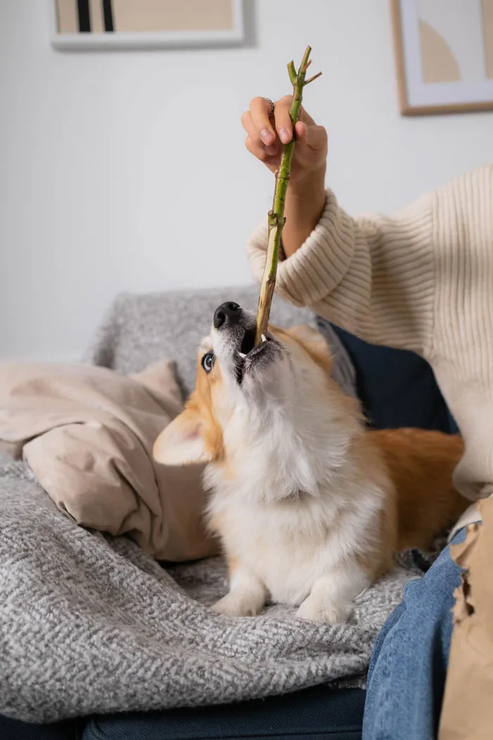 30 Vets Share The Best Pieces Of Advice They Wish All Pet Owners Knew