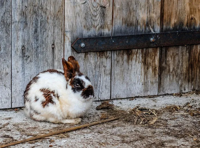 30 Vets Share The Best Pieces Of Advice They Wish All Pet Owners Knew