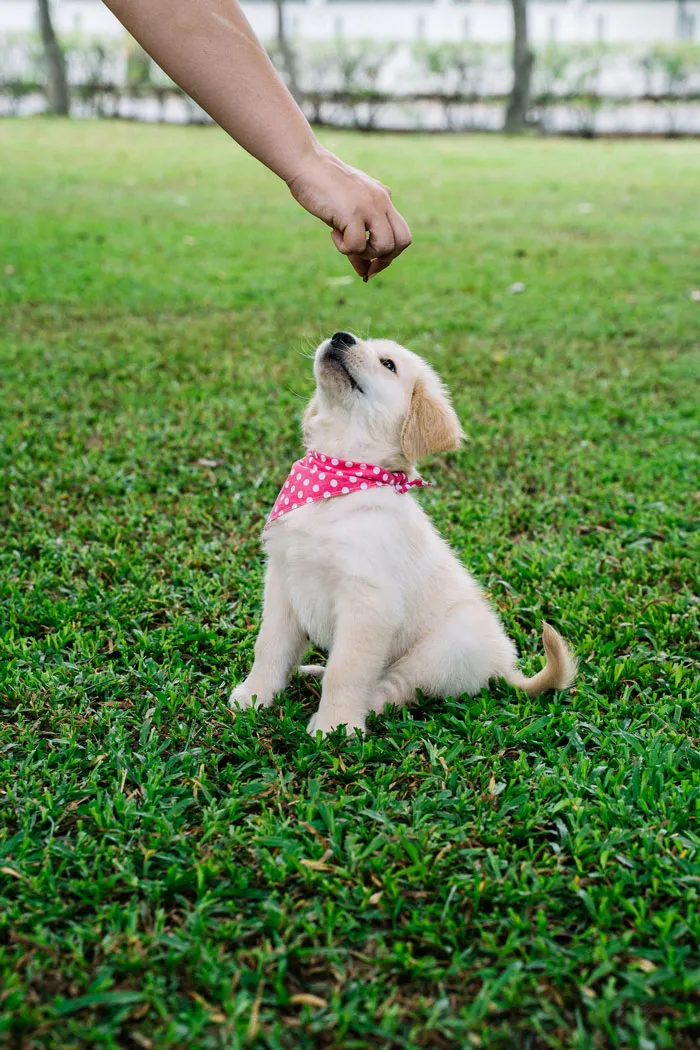 30 Vets Share The Best Pieces Of Advice They Wish All Pet Owners Knew