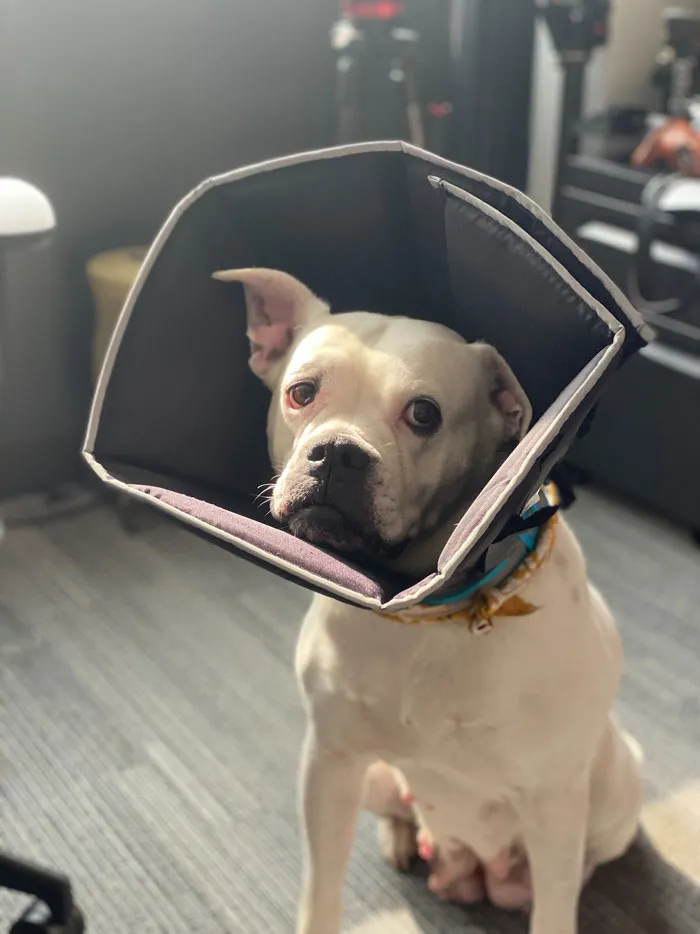 30 Vets Share The Best Pieces Of Advice They Wish All Pet Owners Knew