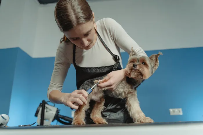 30 Vets Share The Best Pieces Of Advice They Wish All Pet Owners Knew