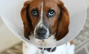 30 Vets Share The Best Pieces Of Advice They Wish All Pet Owners Knew