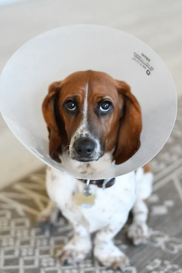 30 Vets Share The Best Pieces Of Advice They Wish All Pet Owners Knew