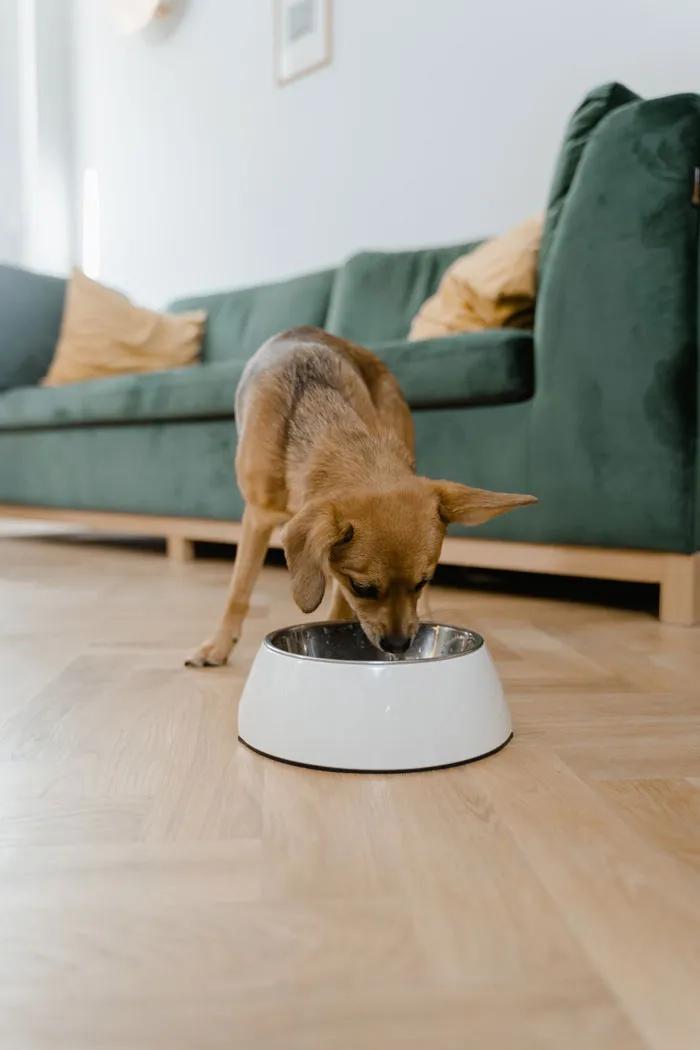 30 Vets Share The Best Pieces Of Advice They Wish All Pet Owners Knew