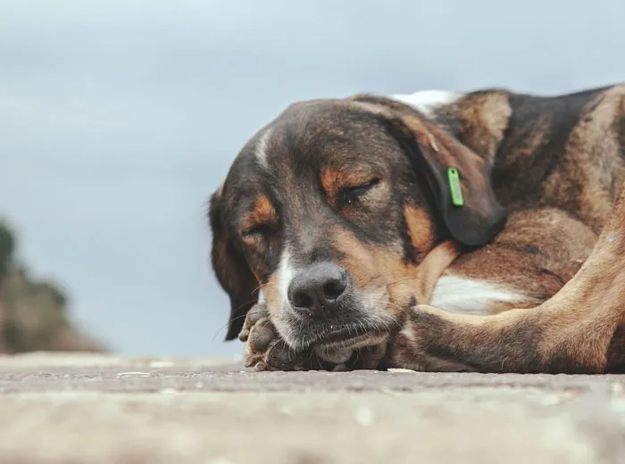 30 Vets Share The Best Pieces Of Advice They Wish All Pet Owners Knew