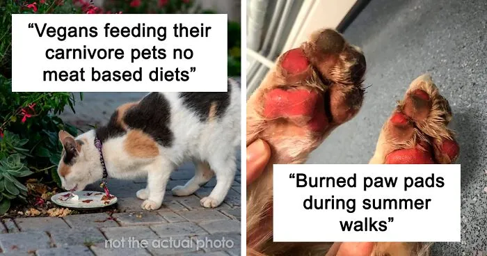 30 Vets Share The Best Pieces Of Advice They Wish All Pet Owners Knew