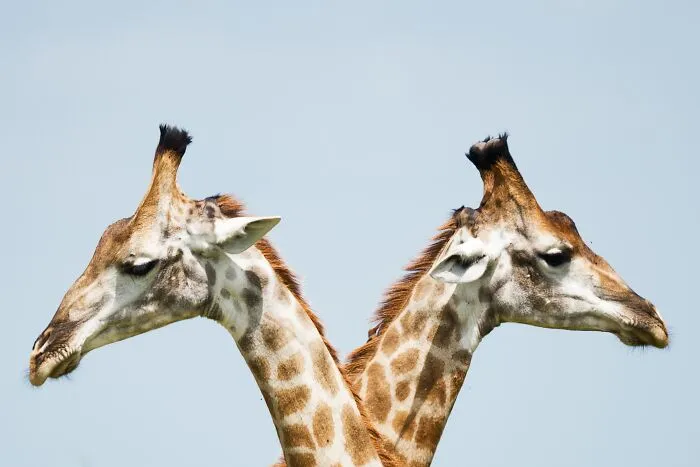 "Now That's Gonna Be Stuck In My Head": 45 Worthless Bits Of Trivia Or Knowledge Shared By Our Community