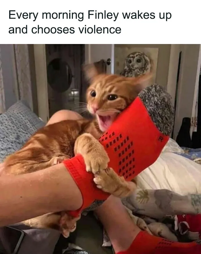 Orange tabby cat playfully attacking a foot wearing red socks, illustrating funny cat memes with humor.