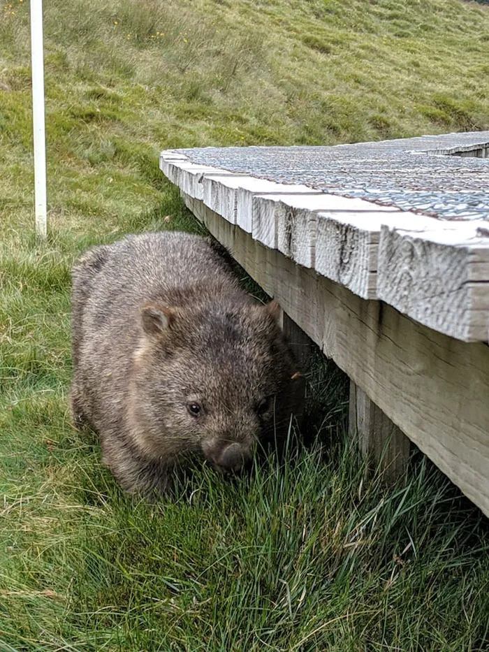 "Las cebras no pueden dormir solas": 30 Datos sobre animales muy edificantes