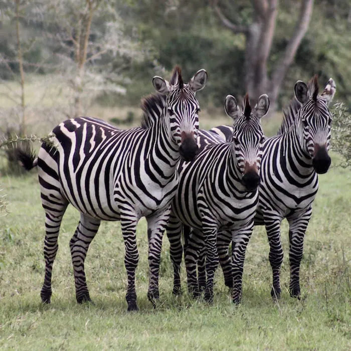 “Zebras Can’t Sleep Alone”: 40 People Share The Most Wholesome Animal Facts They Know