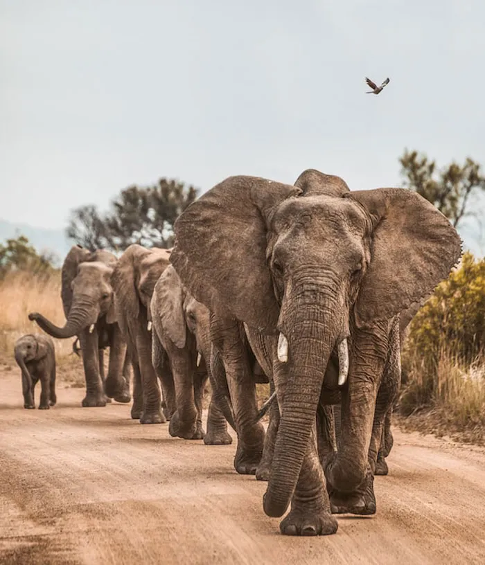 "Las cebras no pueden dormir solas": 30 Datos sobre animales muy edificantes