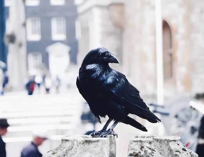 "Las cebras no pueden dormir solas": 30 Datos sobre animales muy edificantes