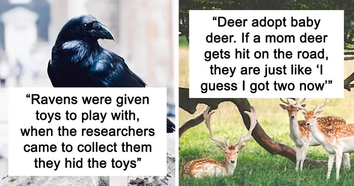 “Zebras Can’t Sleep Alone”: 40 People Share The Most Wholesome Animal Facts They Know