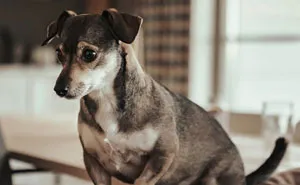 Woman Storms Out From A Dinner With Boyfriend After He Claims His Dog Thinks She's Ugly