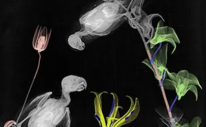 30 X-Ray Images Of Nature Taken By Former Medical Physicist Arie Van 'T Riet