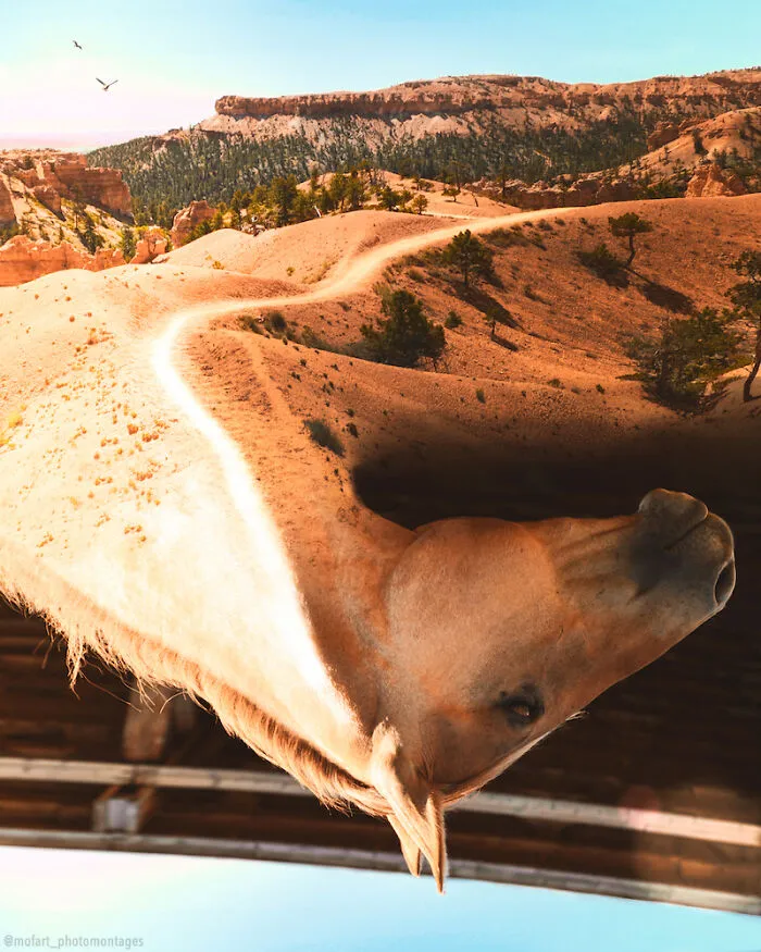 “I’ve Been Through The Desert On A Horse With No Name...”