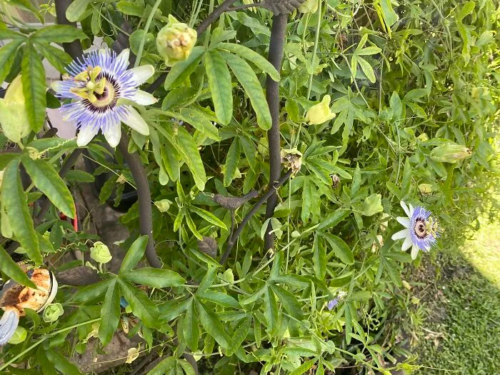 And Next Spring The Passion Flower Vine Will Spring Anew For The Next Generation