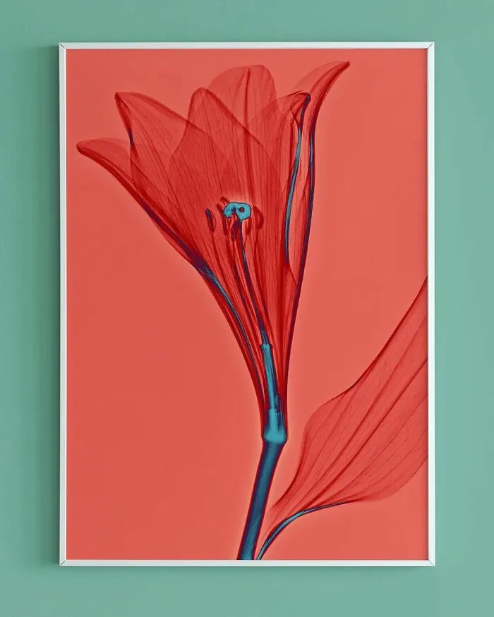 30 Pictures Of Plants That I Took Using X-Ray