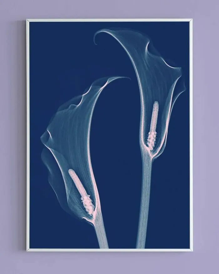 17 Pictures Of Plants That I Took Using X-Ray