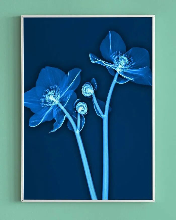 30 Pictures Of Plants That I Took Using X-Ray