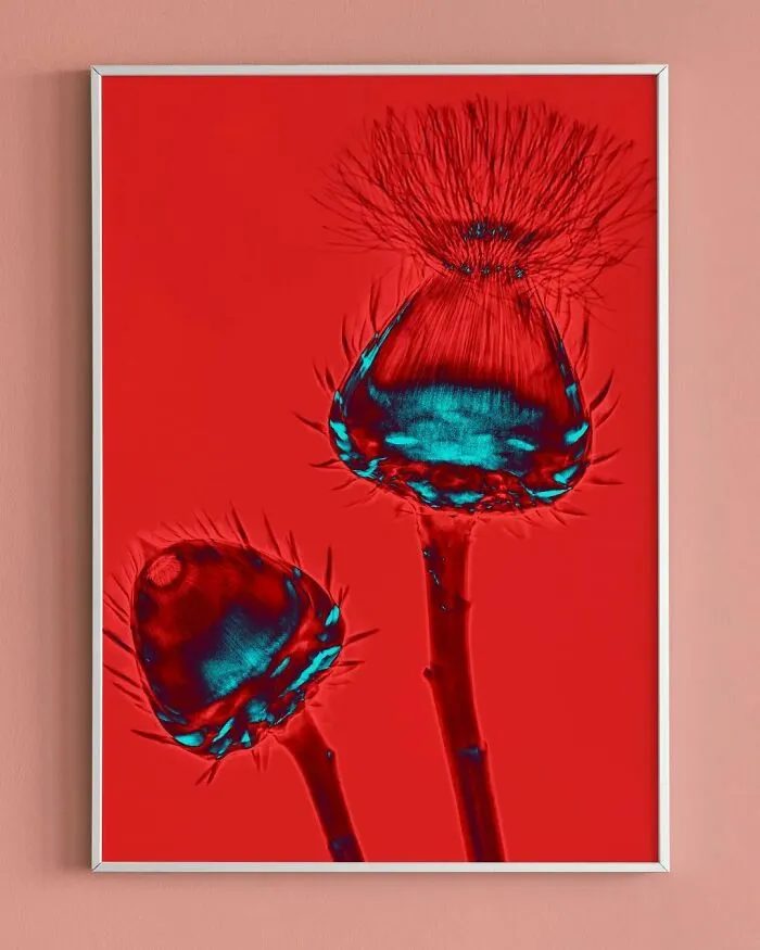 30 Pictures Of Plants That I Took Using X-Ray