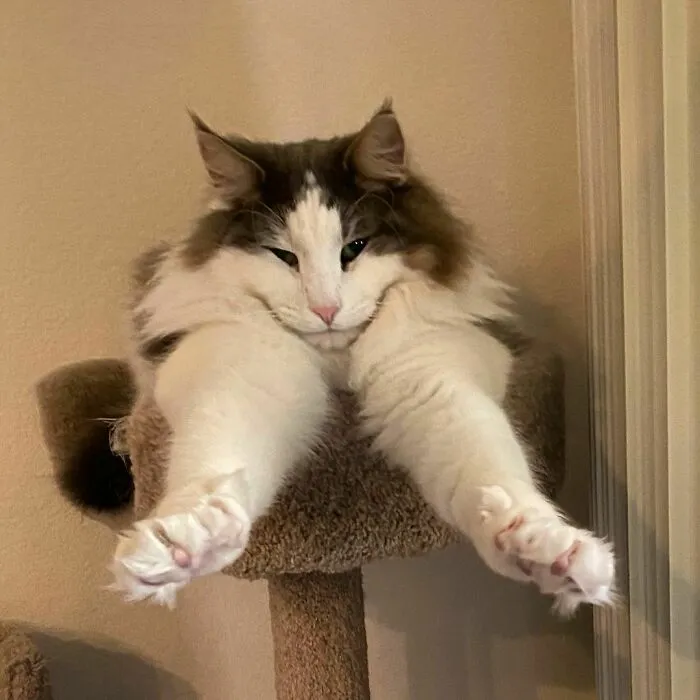 Gato bosque de Noruega desde Chicago
