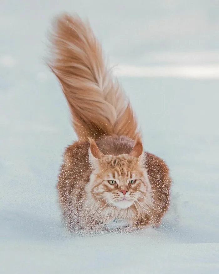 Fast And Furrious