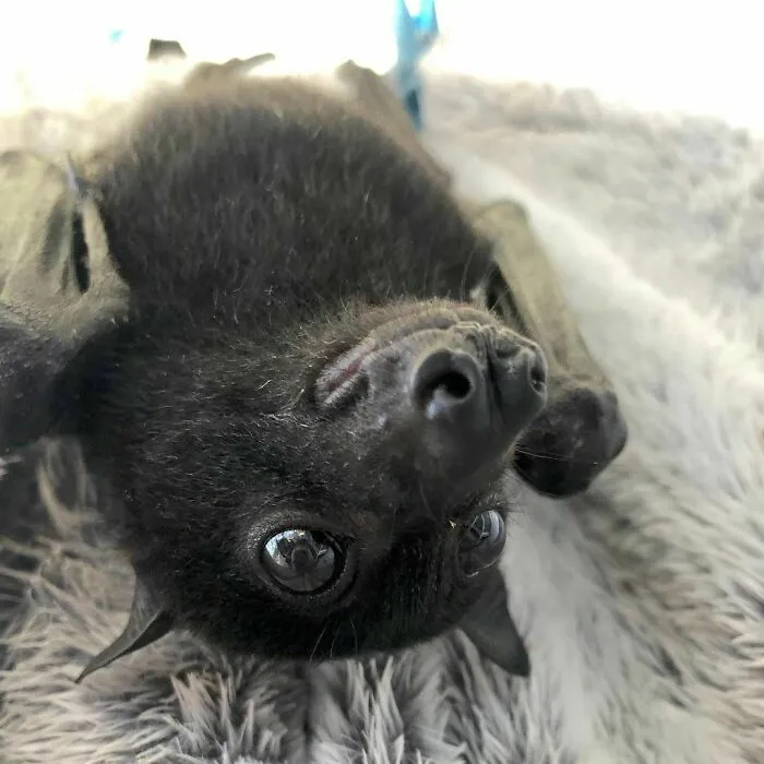 Goofy Little Fella