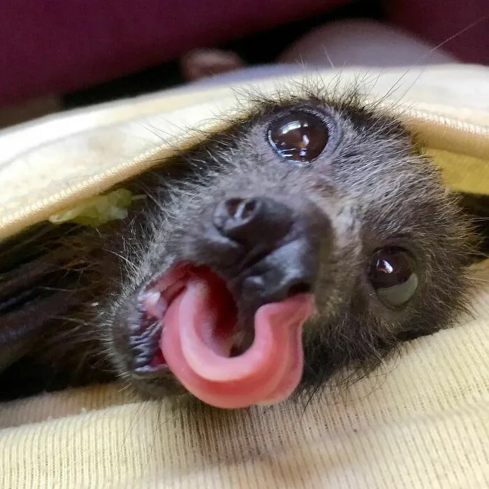Sacando la lengua