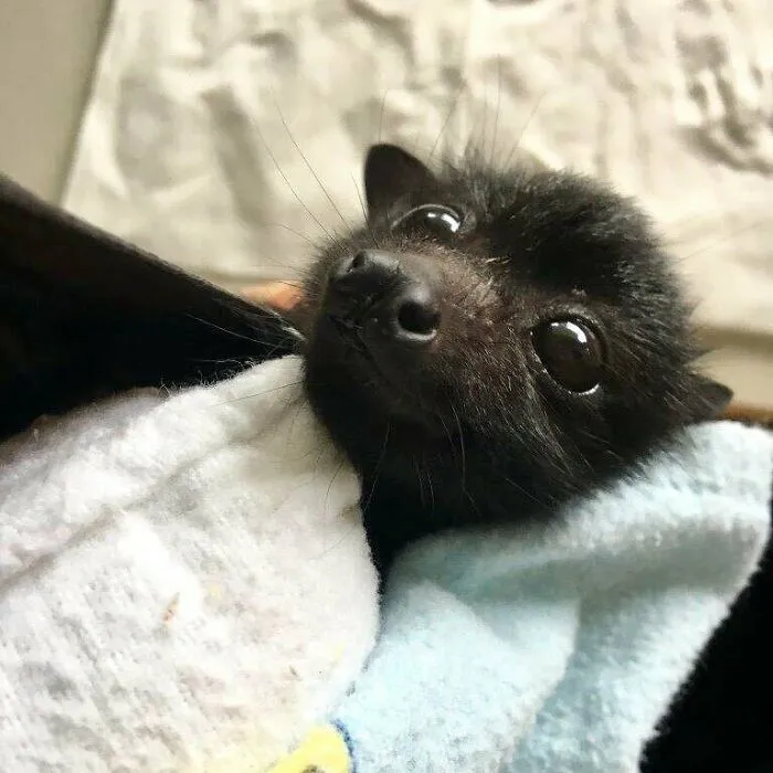 ¿No es bonito?