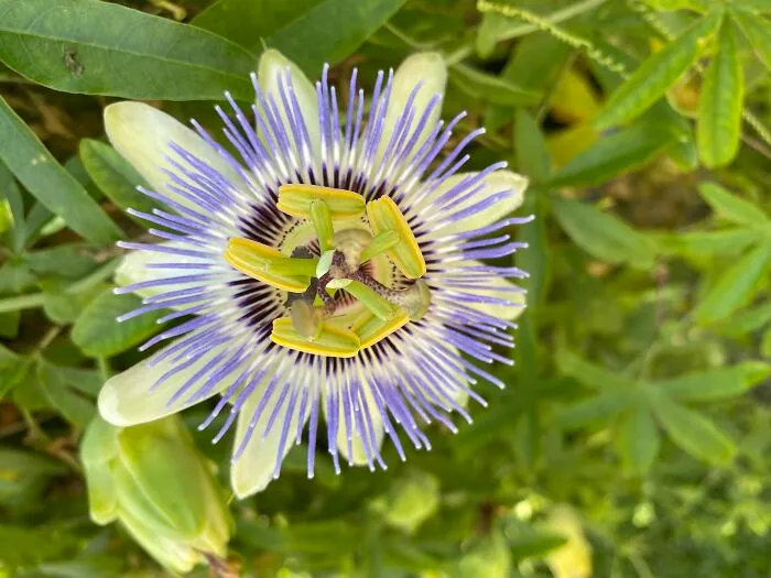 The Blooms Are Beautiful And Show Up All Summer