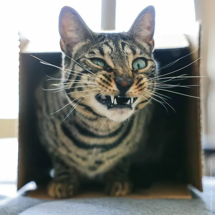 Cute Bengal Cat