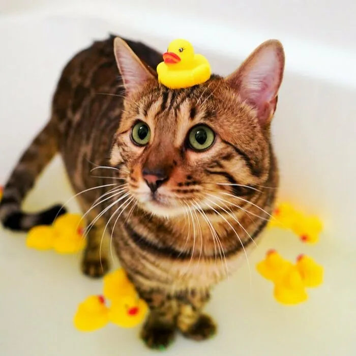 Cute Bengal Cat Jango