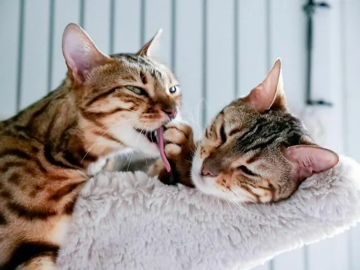 Cute Bengal Cats