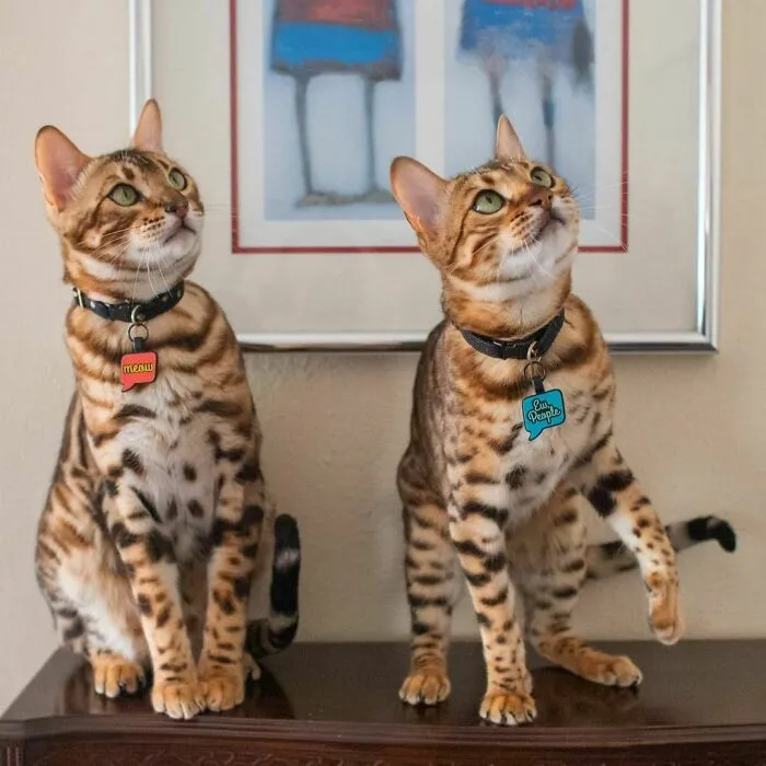 Sage & Palo