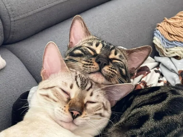 Hamlet & Hannibal