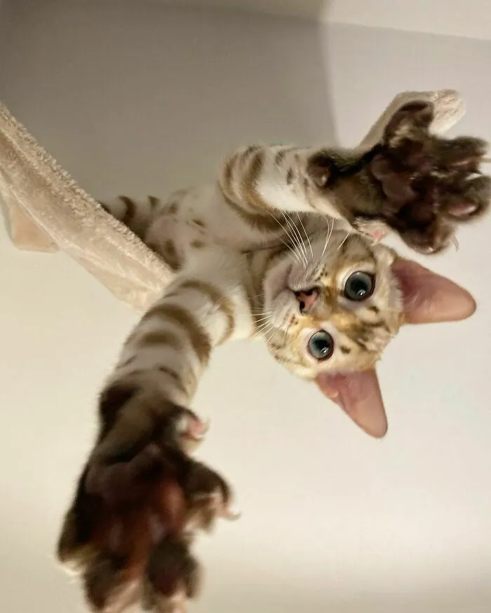 Bengal Cat Named Charly