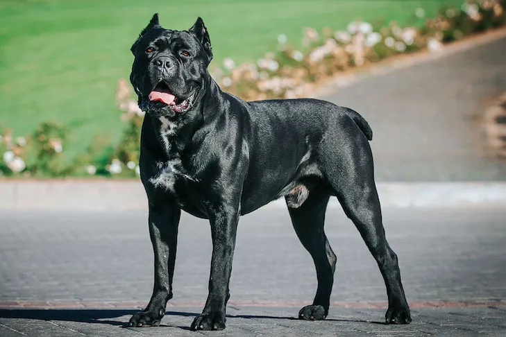 Cane Corso: Dog Breed And Facts