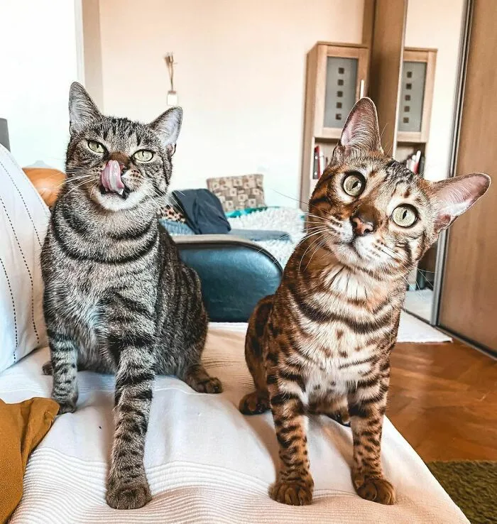 Viktor & Chicco